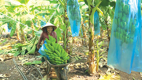 Bộ Nông nghiệp và PTNT phê duyệt Đề án Phát triển cây ăn quả chủ lực đến năm 2025 và 2030